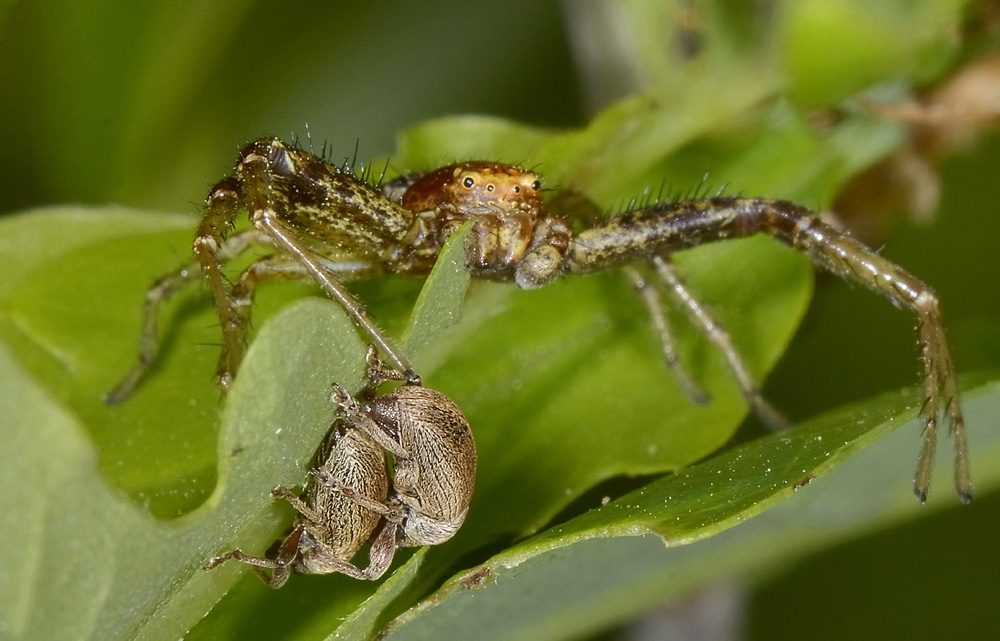 Xysticus lanio - Avigliana (TO)